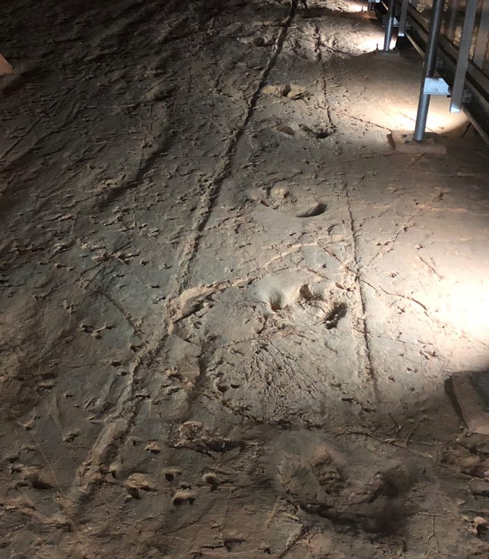 Theropod Footprints