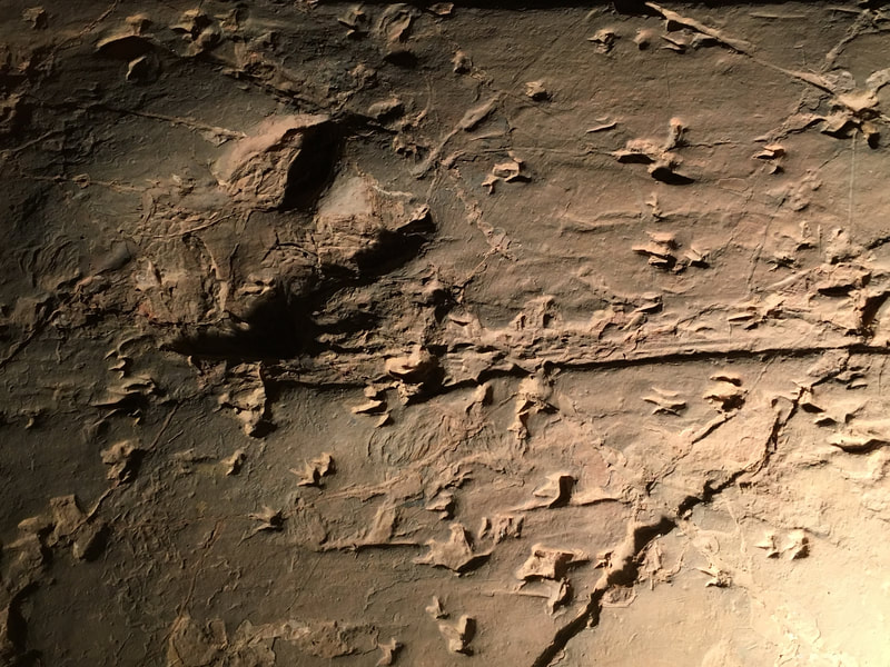 Footprints of the Dinosaur Stampede